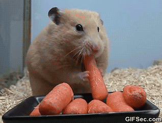 GIF-Hamster-Eats-Carrots