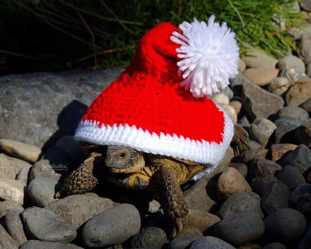 Tortue-vetement-laine-pattern-MossyTortoise-3