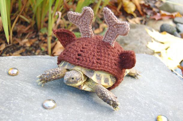 Tortue-vetement-laine-pattern-MossyTortoise-9