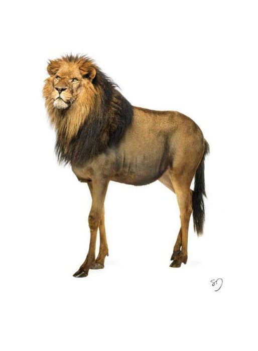 Un gnion : un gnou et un lion