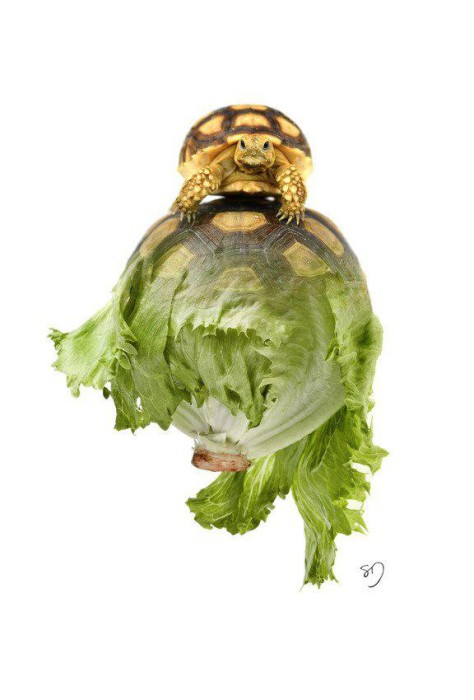 Une torlade : une tortue et une salade