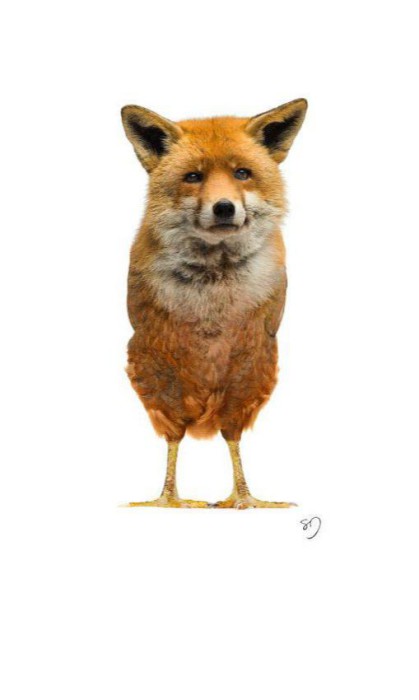 Un pounard : un renard et un poulet