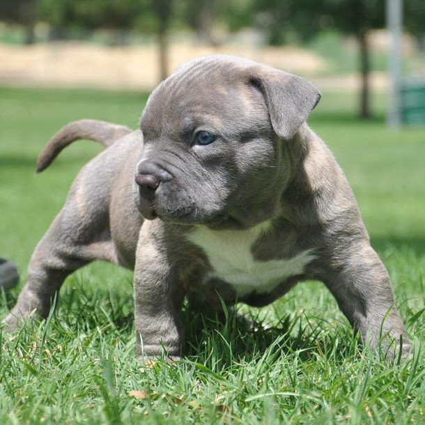 brindle-bully-pitbull-puppy
