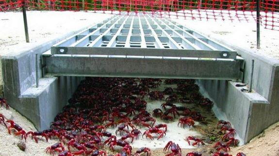 crabe-rouge-ile-christmas-migration-10