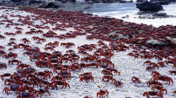 crabe-rouge-ile-christmas-migration-11