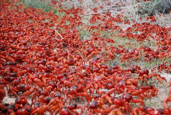 crabe-rouge-ile-christmas-migration-12