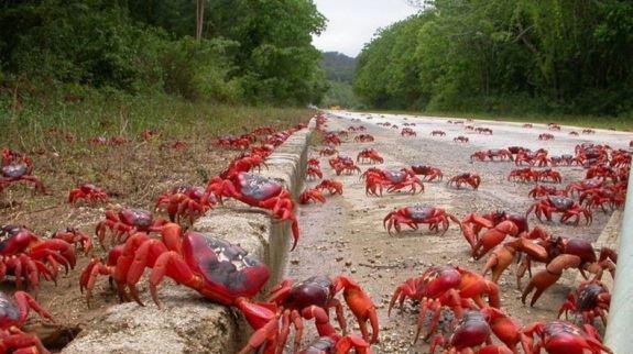 crabe-rouge-ile-christmas-migration-6