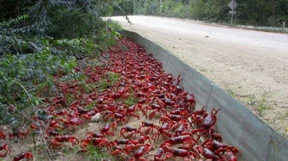 crabe-rouge-ile-christmas-migration-9