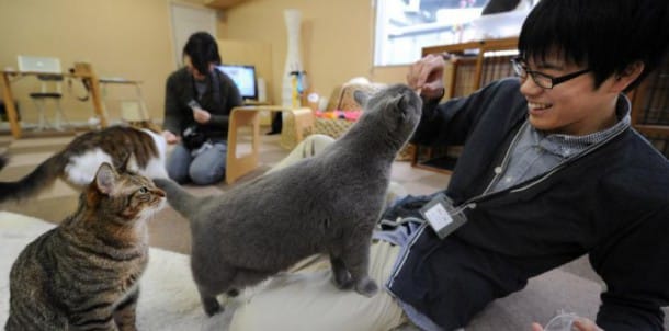 japon-un-bonus-pour-amener-son-chat-au-bureau