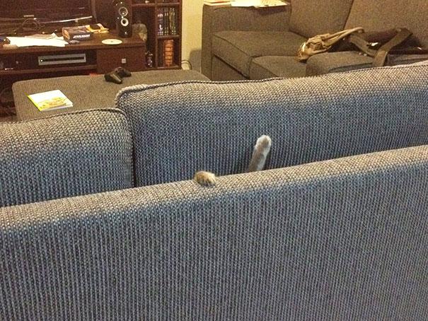 ninja-cat-hiding-funny-1__605