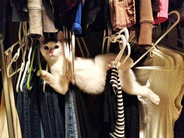 ninja-cat-hiding-funny-2__605