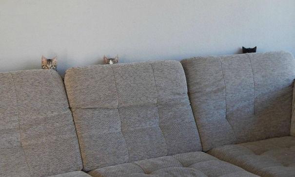 ninja-cat-hiding-funny-53__605