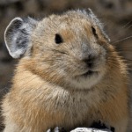 pika