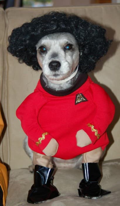 uhura-star-trek-dog-600x1024-L