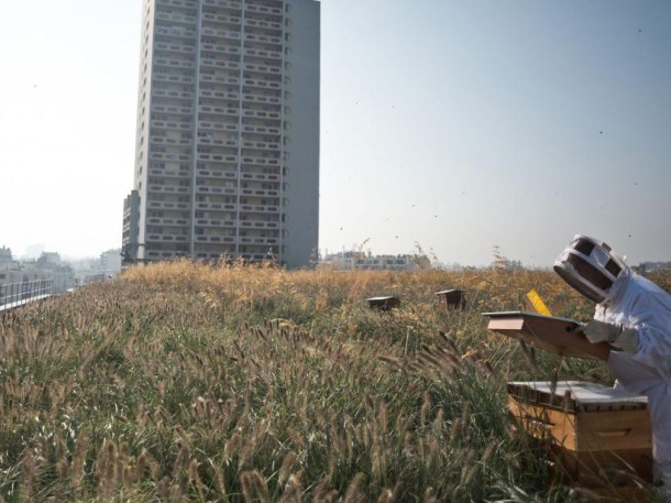 Les six ruches installées à  Beaugrenelle (9 septembre 2014) (NICOLAS MESSYASZ/SIPA)