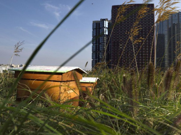 Les ruches sur le toit de Beaugrenelle ( 9 septembre 2014) (AFP PHOTO/ERIC FEFERBERG)