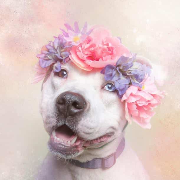 flower-power-pit-bulls-dog-adoption-photography-sophie-gamand-10-610x610