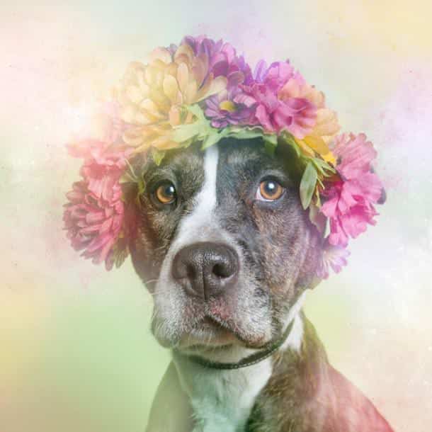 flower-power-pit-bulls-dog-adoption-photography-sophie-gamand-11-610x610