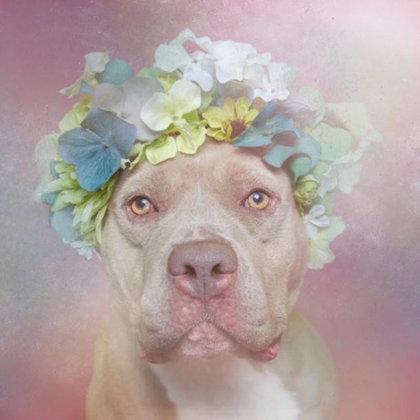 flower-power-pit-bulls-dog-adoption-photography-sophie-gamand-2-610x610