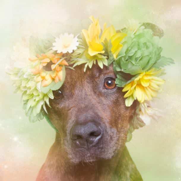 flower-power-pit-bulls-dog-adoption-photography-sophie-gamand-5-610x610