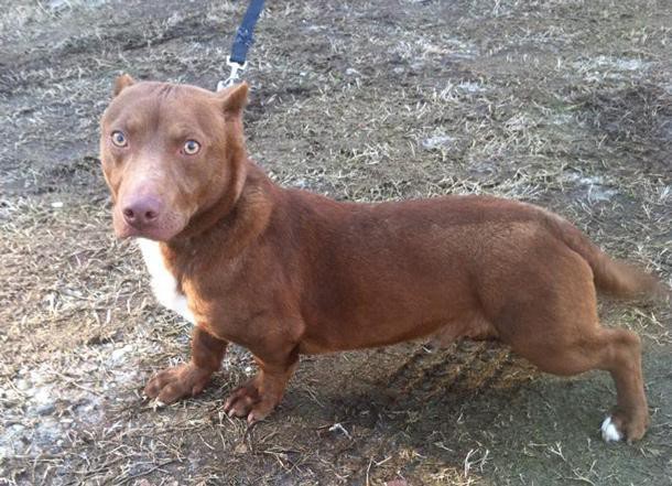 rami-chien-teckel-pitbull-1-610x441