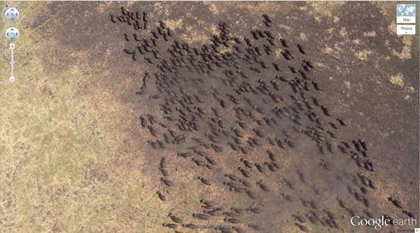 troupeaux bufle Kigosi Game Reserve, Tanzanie