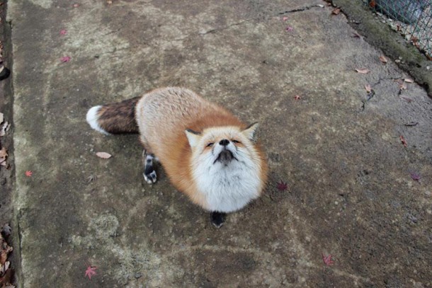 zao-fox-village-japan-7