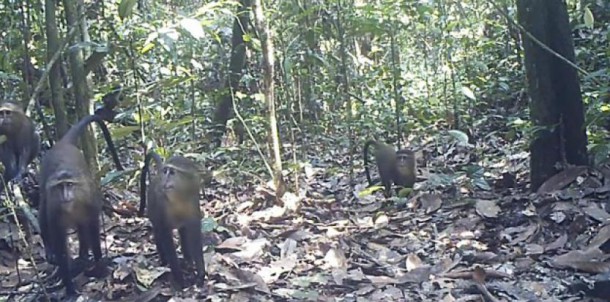 Les premières images d'un singe lesula