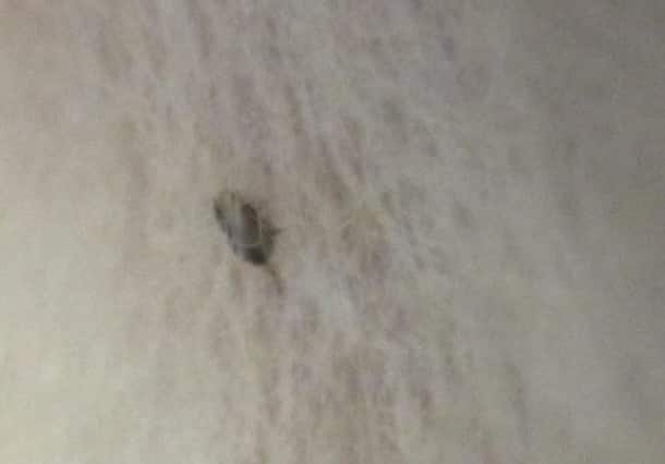 Puces de nos animaux de compagnie