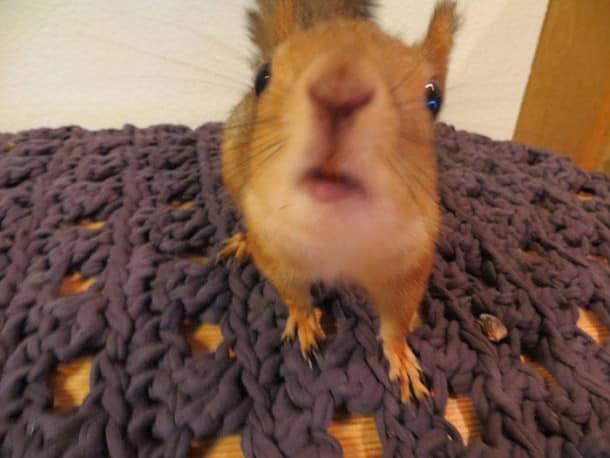 adopted-wild-red-squirrel-baby-arttu-finland-11