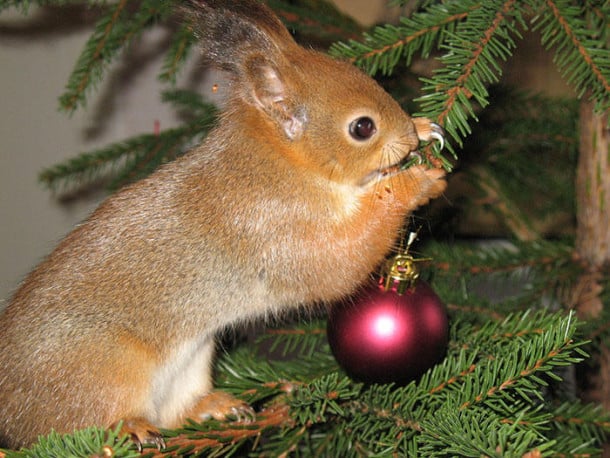 adopted-wild-red-squirrel-baby-arttu-finland-13