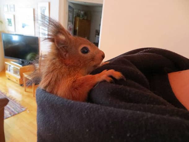 adopted-wild-red-squirrel-baby-arttu-finland-20