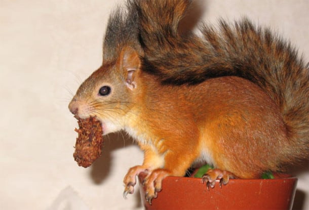 adopted-wild-red-squirrel-baby-arttu-finland-5
