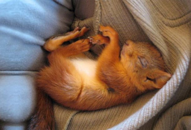 adopted-wild-red-squirrel-baby-arttu-finland-6