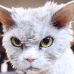 albert