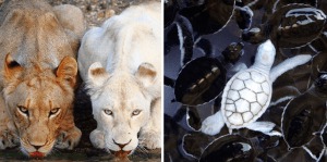 albinos