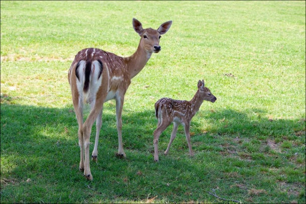 Wild Wilderness Safari - Protective Parent
