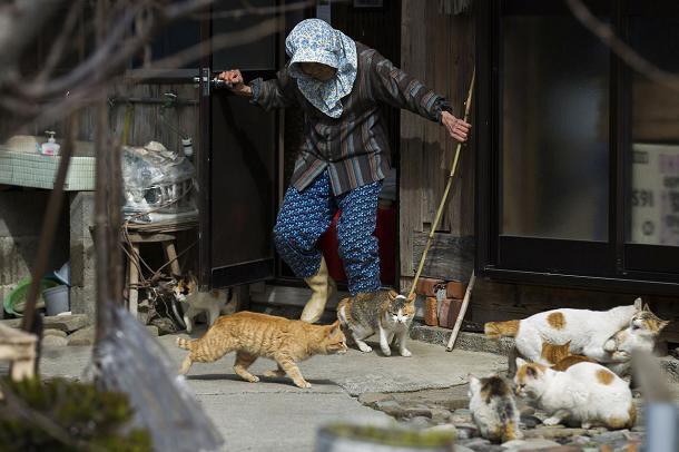aoshima-ile-chats-japon-11