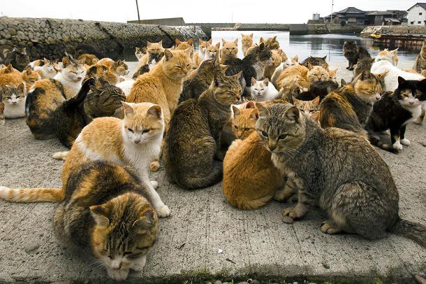 aoshima-ile-chats-japon-2