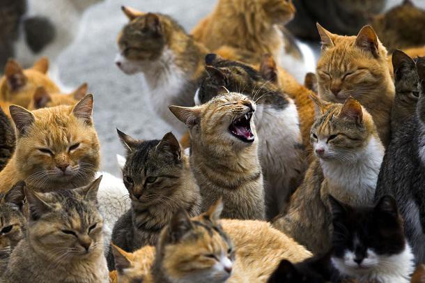 aoshima-ile-chats-japon-5