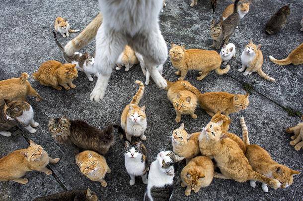 aoshima-ile-chats-japon-6