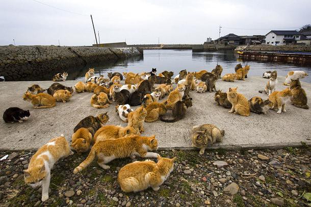 aoshima-ile-chats-japon-7
