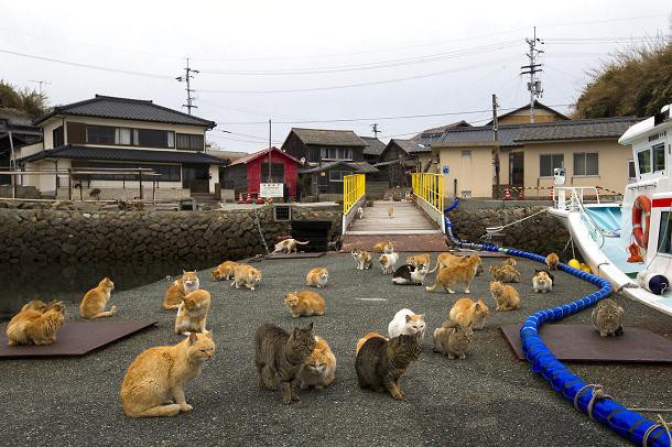 aoshima-ile-chats-japon-9