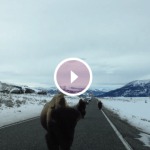 bison