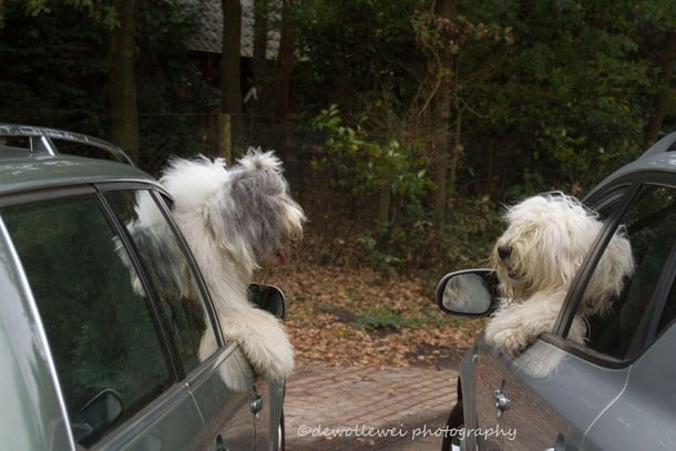 old-english-sheepdog-dog-sisters-sophie-sarah-cees-bol-13