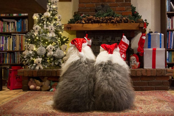 old-english-sheepdog-dog-sisters-sophie-sarah-cees-bol-16