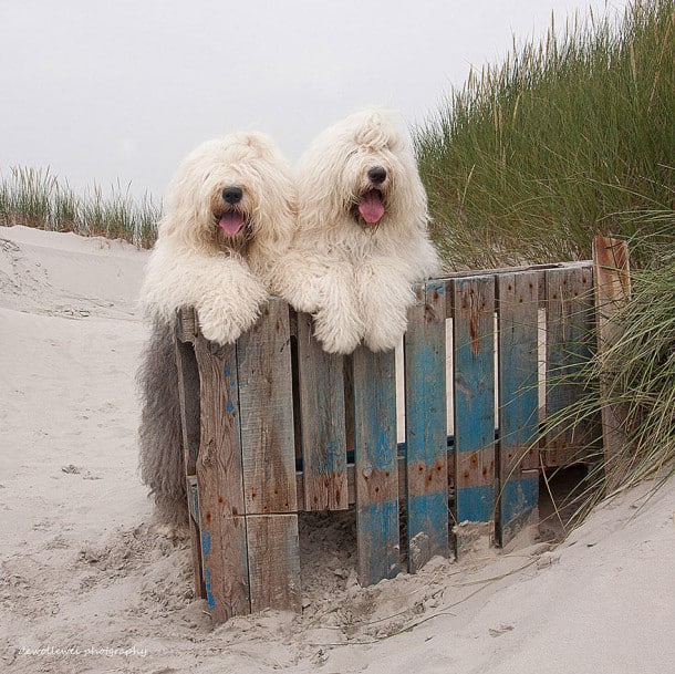 old-english-sheepdog-dog-sisters-sophie-sarah-cees-bol-17
