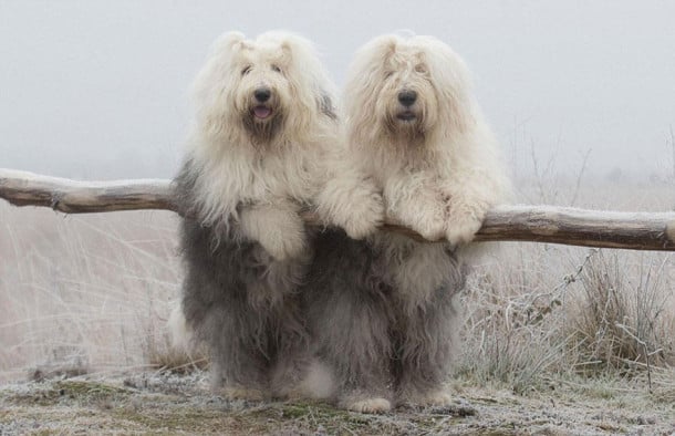 old-english-sheepdog-dog-sisters-sophie-sarah-cees-bol-26