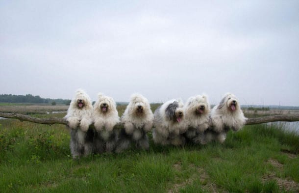 old-english-sheepdog-dog-sisters-sophie-sarah-cees-bol-28