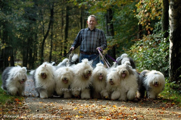 old-english-sheepdog-dog-sisters-sophie-sarah-cees-bol-35